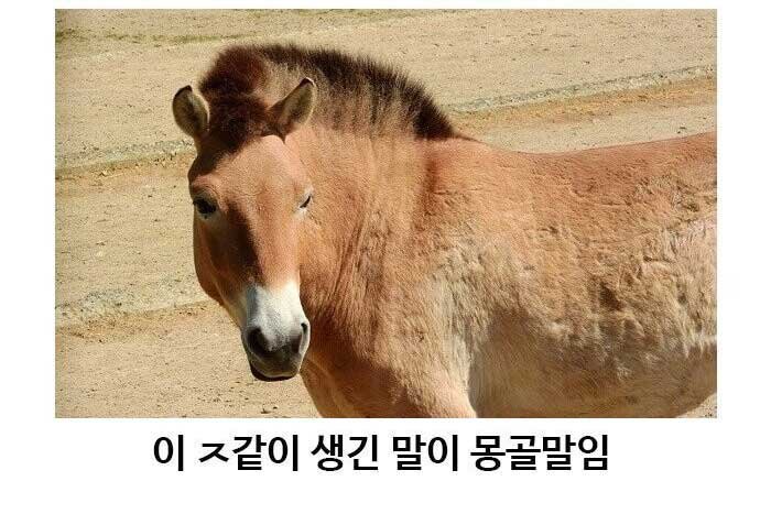 12 1.jpg?resize=1200,630 - 아무리 ㅈ밥같이 생겼어도 몽골 말을 무시하면 안되는 이유