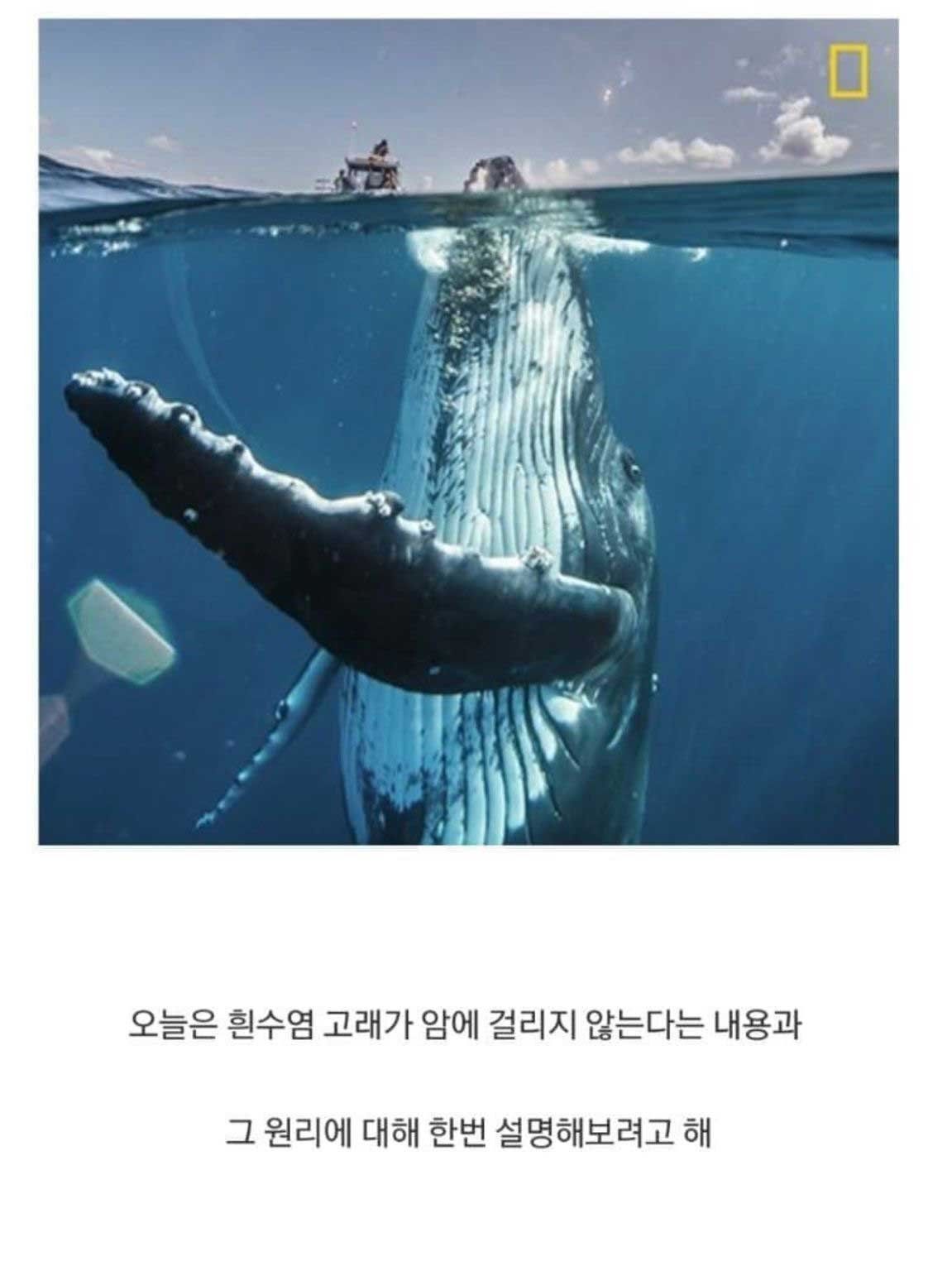 1 1 2.jpg?resize=412,232 - 흰수염고래가 암에 걸리지 않는 이유