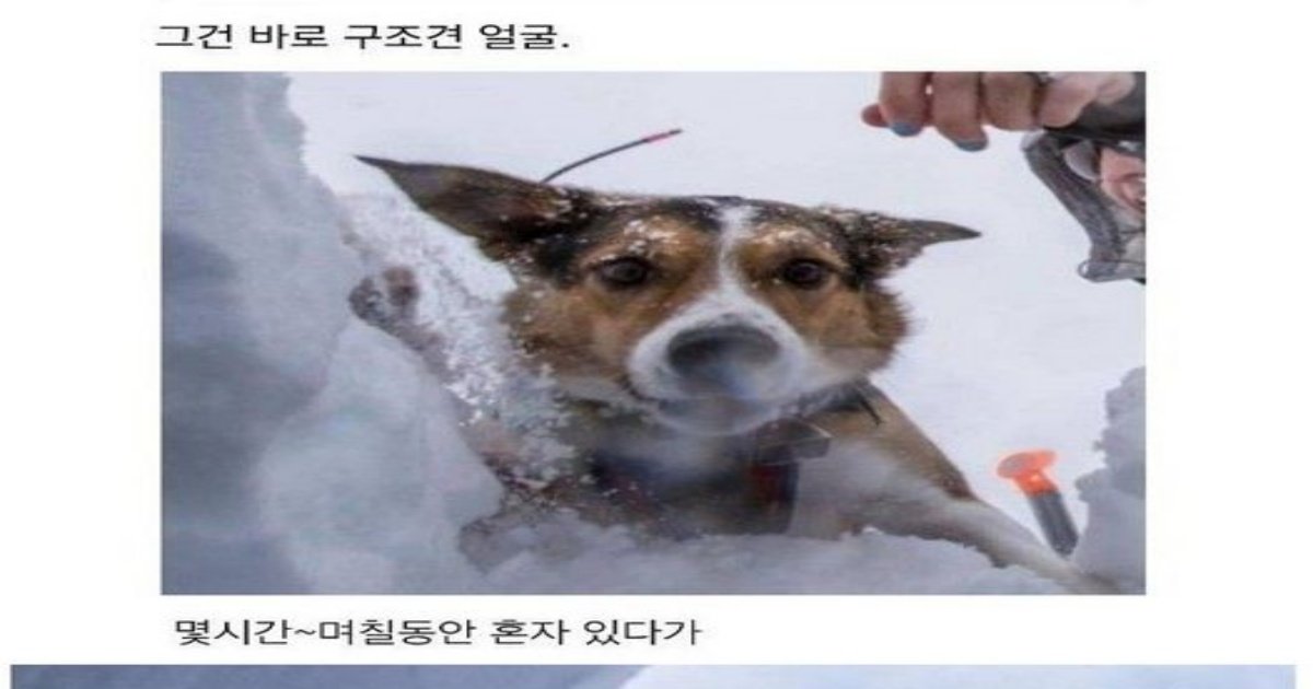 399597918 353620320512472 8925005364719923802 n.jpg?resize=1200,630 - 조난당한 사람이 평생 잊을 수 없다는 얼굴ㅠㅠ....