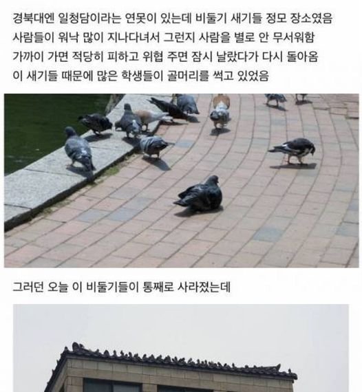 6 23.jpg?resize=1200,630 - 경북대 비둘기 근황.jpg,