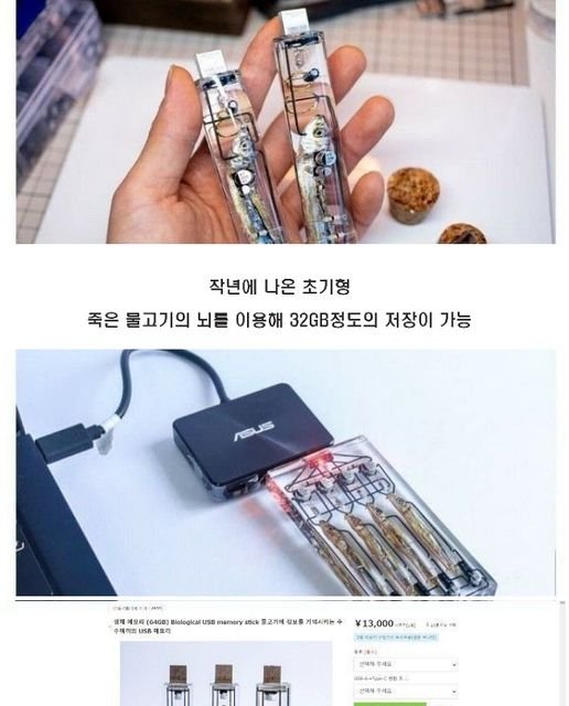 8 13.jpg?resize=412,275 - 물고기 뇌로 만든 USB 