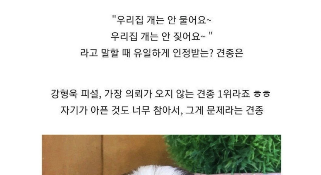 2 40.jpg?resize=412,232 - "우리집 개는 안 물어요"가 통한다는 견종 
