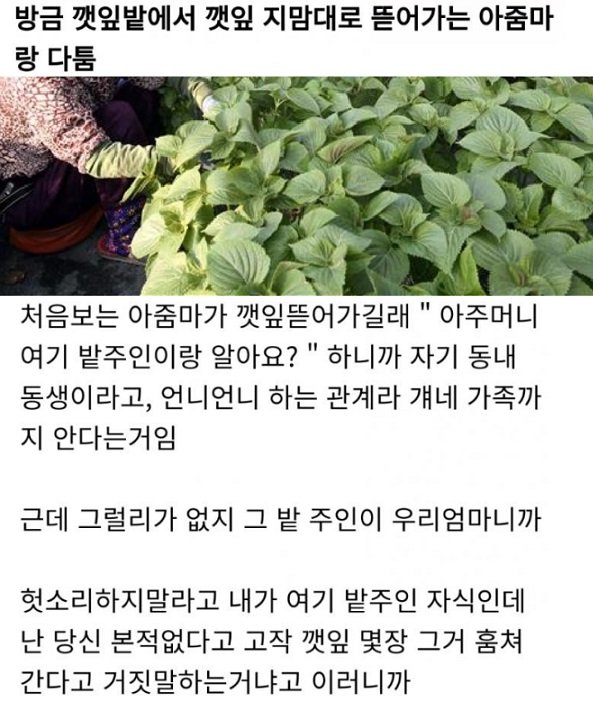 3 21.jpg?resize=1200,630 - 우리집 깻잎 맘대로 뜯어가는 아줌마.. 반전 ㄷㄷㄷ