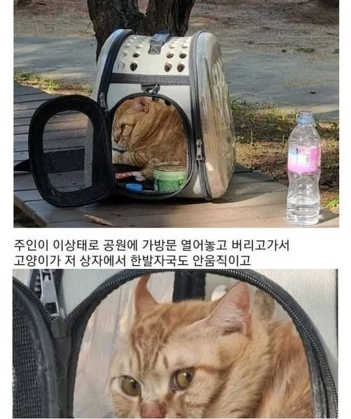 4 11.jpg?resize=412,232 - 주인 기다리면서 계속 울었대 