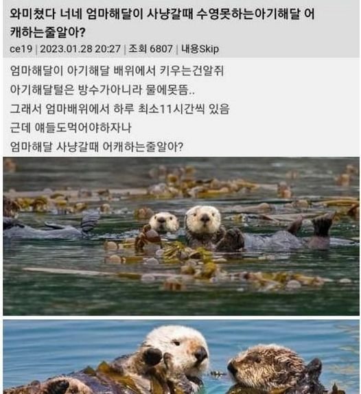 5 27.jpg?resize=1200,630 - 엄마 해달이 사냥갈때 아기 해달 돌보는 법