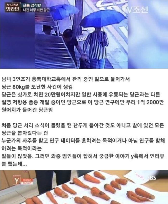 7.jpg?resize=412,232 - 1억원치 당근 서리한 부부  ㄷㄷㄷ