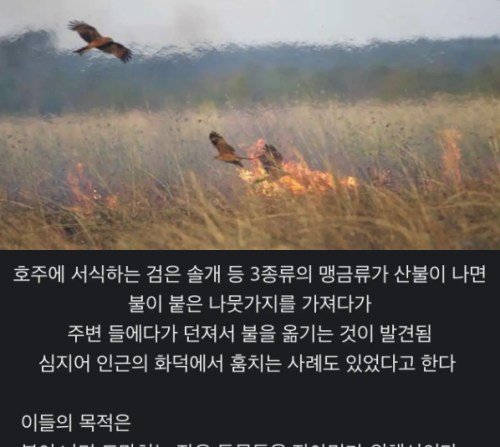 9 9.jpg?resize=1200,630 - 호주산불 원인 알고봤더니..ㄷㄷ