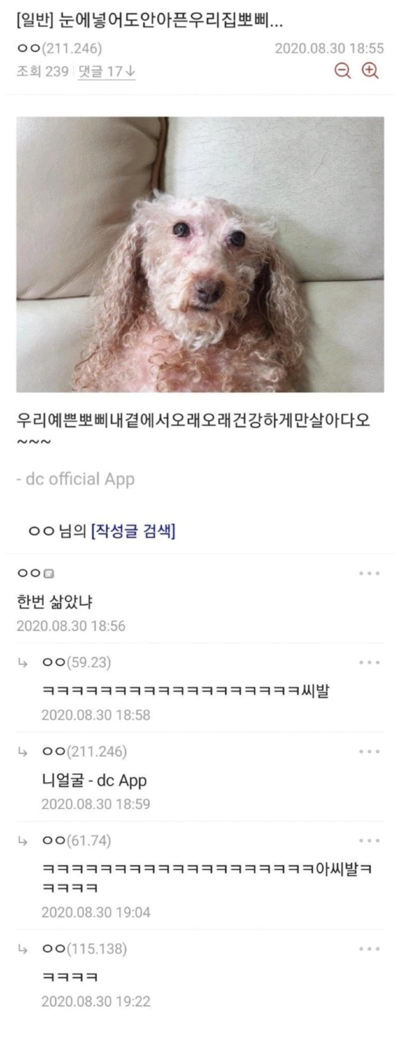 090c1614257986_175122665.jpg 한번 삶은 강아지로 유명한 뽀삐 근황