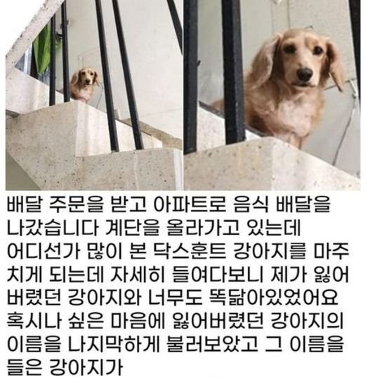 3 12.jpg?resize=1200,630 - 배달하러 갔다가 5년 전 잃어버린 강아지 다시 만나 눈물 흘린 배달원