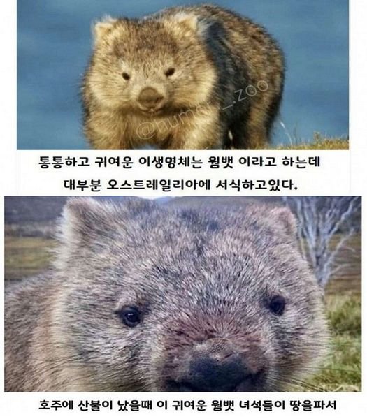 4 31.jpg?resize=1200,630 - 호주에서 영웅이라 불리는 웜뱃에 대한 의외의 사실