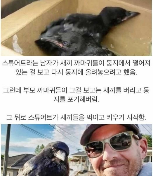 415466611 384769054064265 7148955878560679145 n.jpg?resize=412,232 - 은혜 갚은 까마귀...