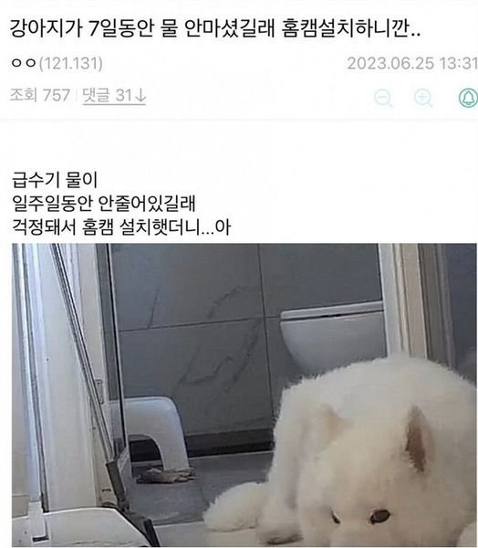 5 24.jpg?resize=412,232 - 반려견이 일주일 째 물을 안 마셔서 홈캠 설치했는데 