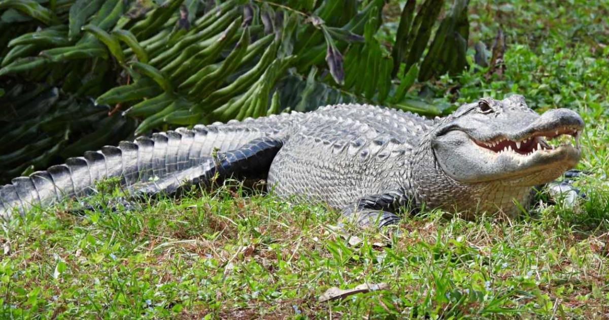 m1 2.jpeg?resize=412,275 - BREAKING: Elderly Woman Passes Away After Falling Into Florida Pond Filled With Alligators