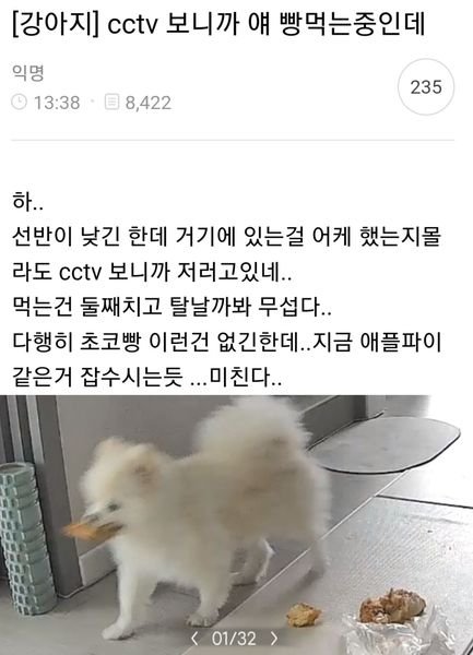 1 49.jpg?resize=1200,630 - 회사에서 일하다가 집 cctv보고 반차쓸뻔한 사람