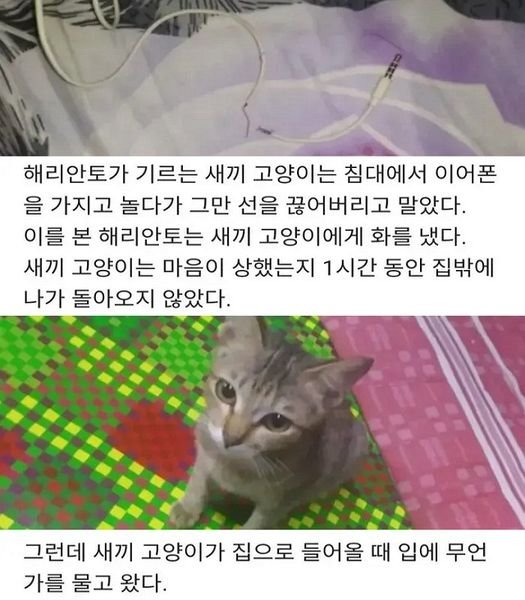 4 21.jpg?resize=1200,630 - 이어폰 끊어먹은 고양이 혼냈더니..