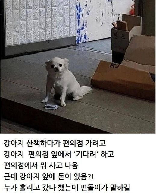 428619819 819293433559400 1850460238175127519 n.jpg?resize=1200,630 - 편의점 앞에 있던 강아지에게 돈을 준 이유