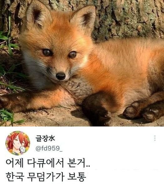 8 15.jpg?resize=412,232 - 여우가 무덤 근처에서 자주 보이는 이유