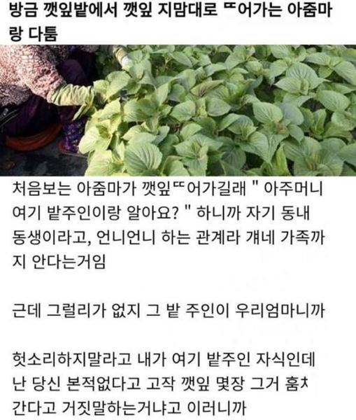 eabab3ec9e8e.jpg?resize=412,232 - 우리집 깻잎 맘대로 ㄸ어가는 아줌마.. 반전 ㄷㄷㄷ