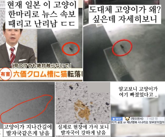 1 1.png?resize=412,275 - 지금 일본 길고양이 한마리 때문에 속보 때린 이유 ㄷㄷ