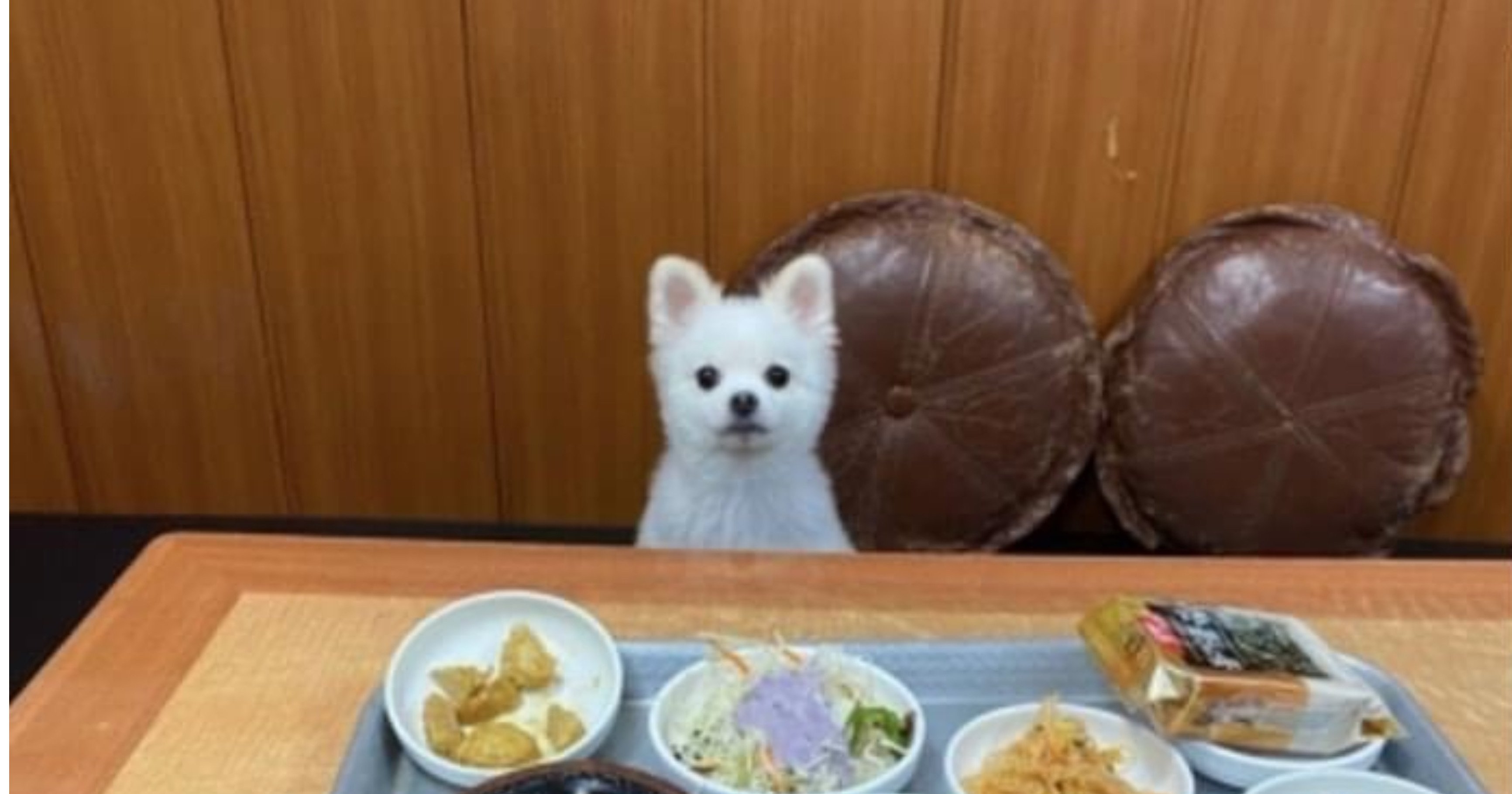 1b668f11 2aa2 46cc 864f 1e90620cf6f7.jpeg?resize=412,275 - 오늘자 혼밥하면 댕댕이가 옆에 있어준다는 설렁탕집 후기