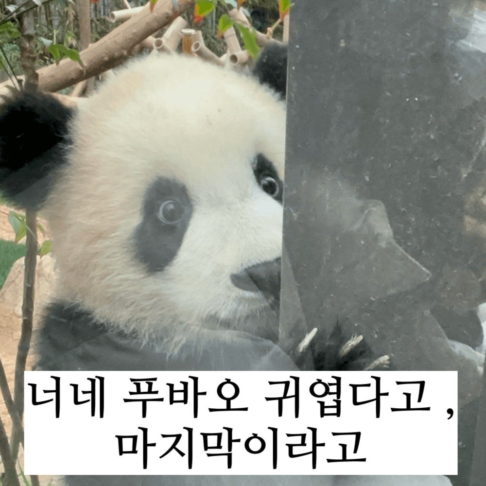 3 1.jpeg?resize=412,232 - 지금 푸바오가 문제가 아니라 .. 밑쪽으로 내려가다 보면