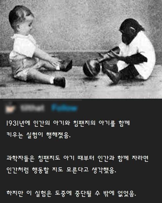 5.jpeg?resize=412,232 - 침팬지를 인간처럼 만드는 실험이 실패한 이유