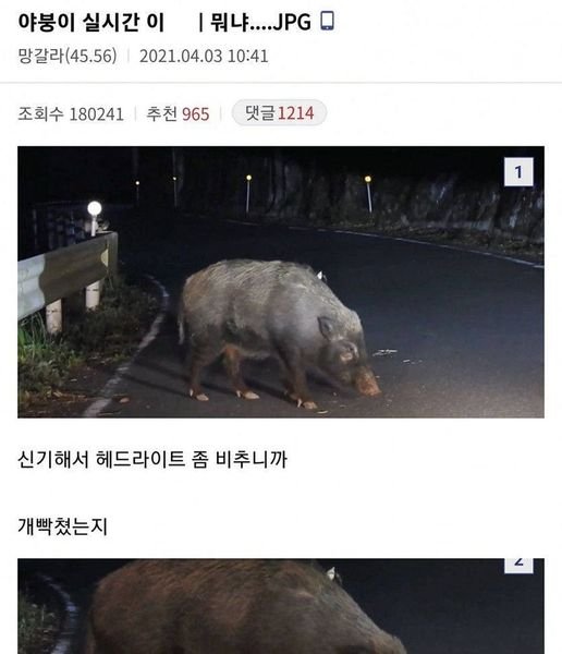 7 26.jpg?resize=412,232 - 길가다 멧돼지를 만난 디시인