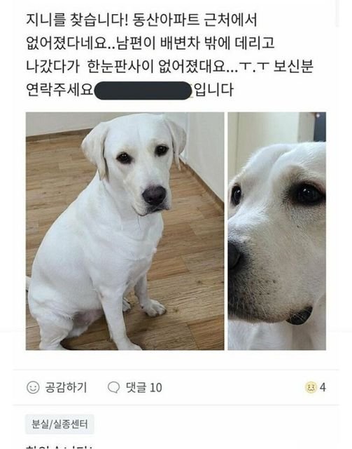 2 6.jpg?resize=412,232 - 당근마켓에 올라왔던 실종된 강아지 후기.. 당근마켓의 힘인가 ㅜㅠ