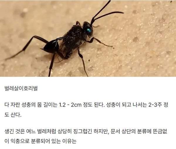 4 11.jpg?resize=1200,630 - 절대로 죽이면 안 되는 곤충.jpg