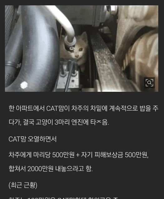 4 9.jpg?resize=412,232 - 2천만원 요구한 캣맘 충격 근황 ㄷㄷ