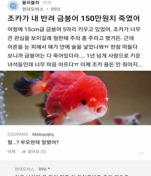 6 18.jpg?resize=412,275 - 조카가 내 반려 금붕어 150만원치 죽였어 ㄷㄷ