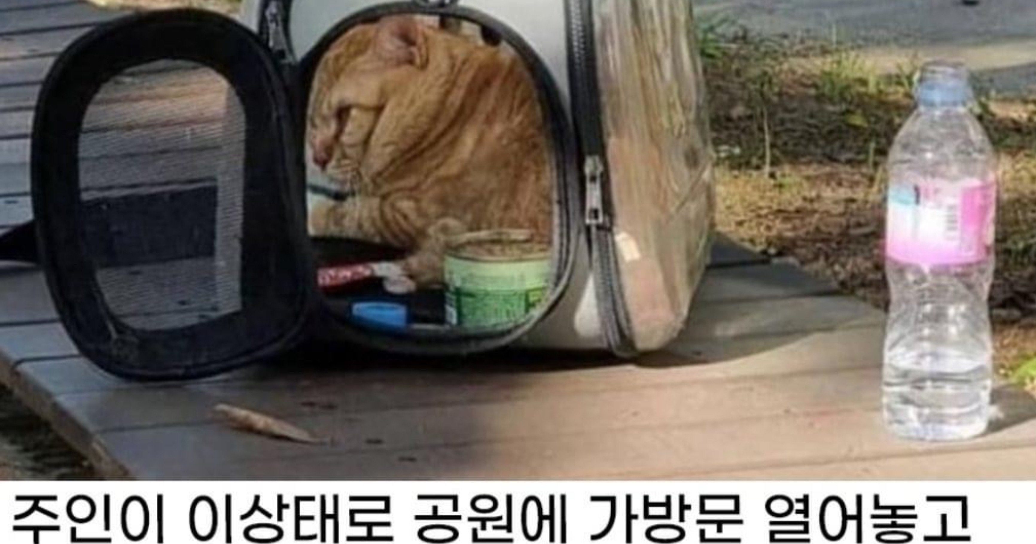 b9880315 d278 4609 9c4c e7a4b8ced2ab.jpeg?resize=412,275 - 주인 기다리면서 계속 울었던 고양이 근황
