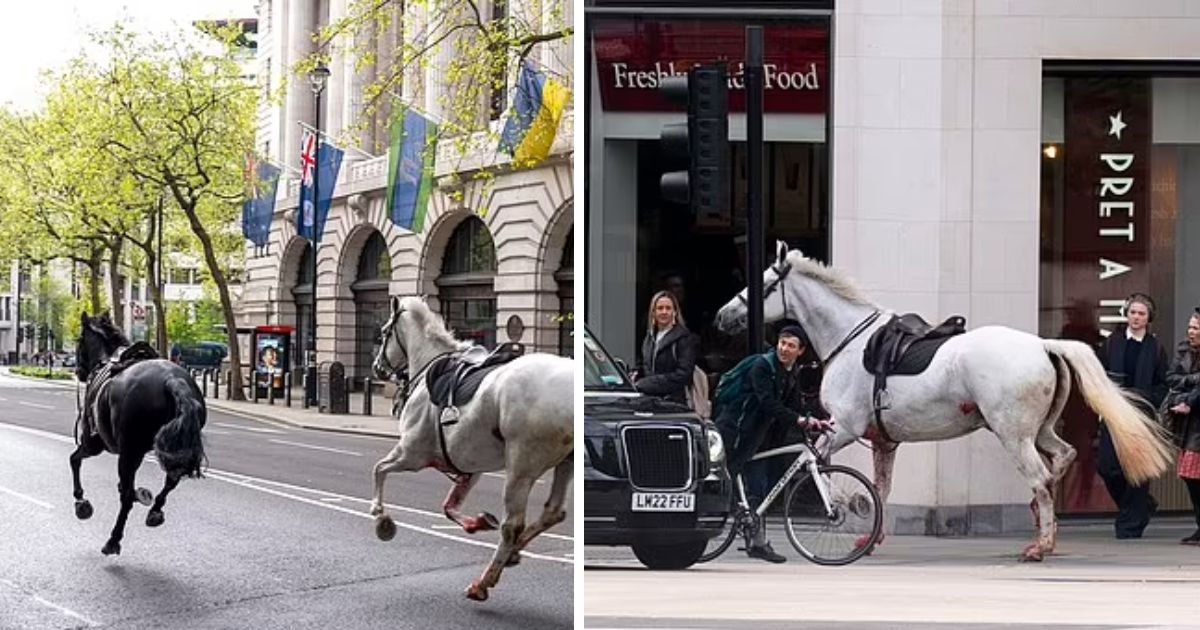 copy of articles thumbnail 1200 x 630 35.jpg?resize=1200,630 - Blood-Soaked Cavalry Horses That Escaped Buckingham Palace And Ran Across London’s Streets Found In  Critical Condition