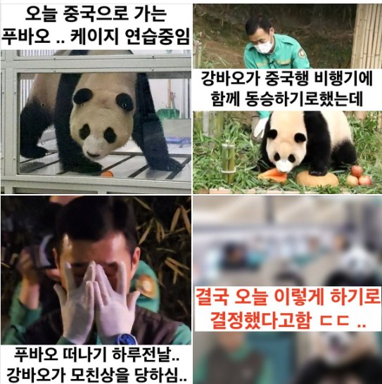 ebaaa8ecb99c.png?resize=412,232 - 푸바오 반환 하루 전날 모친상 당한 강바오 결국..