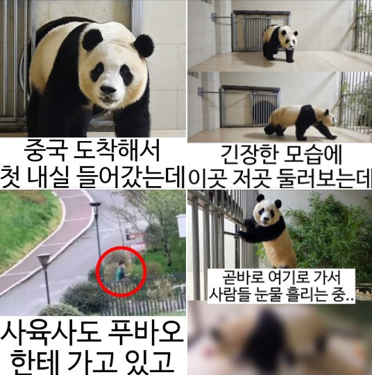 ed91b8ebb094ec98a4 1.png?resize=412,275 - 푸바오가 중국 내실 들어가자마자 향한 곳.....