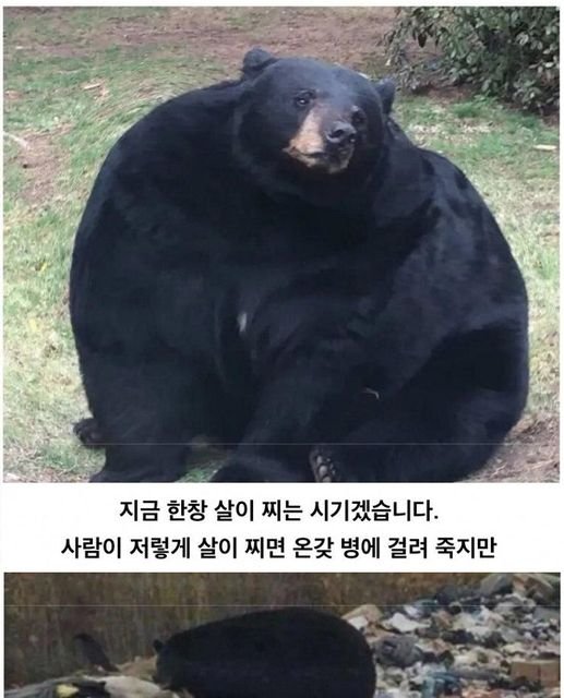 10 6.jpg?resize=1200,630 - 동면 들어가기 전 곰 상태