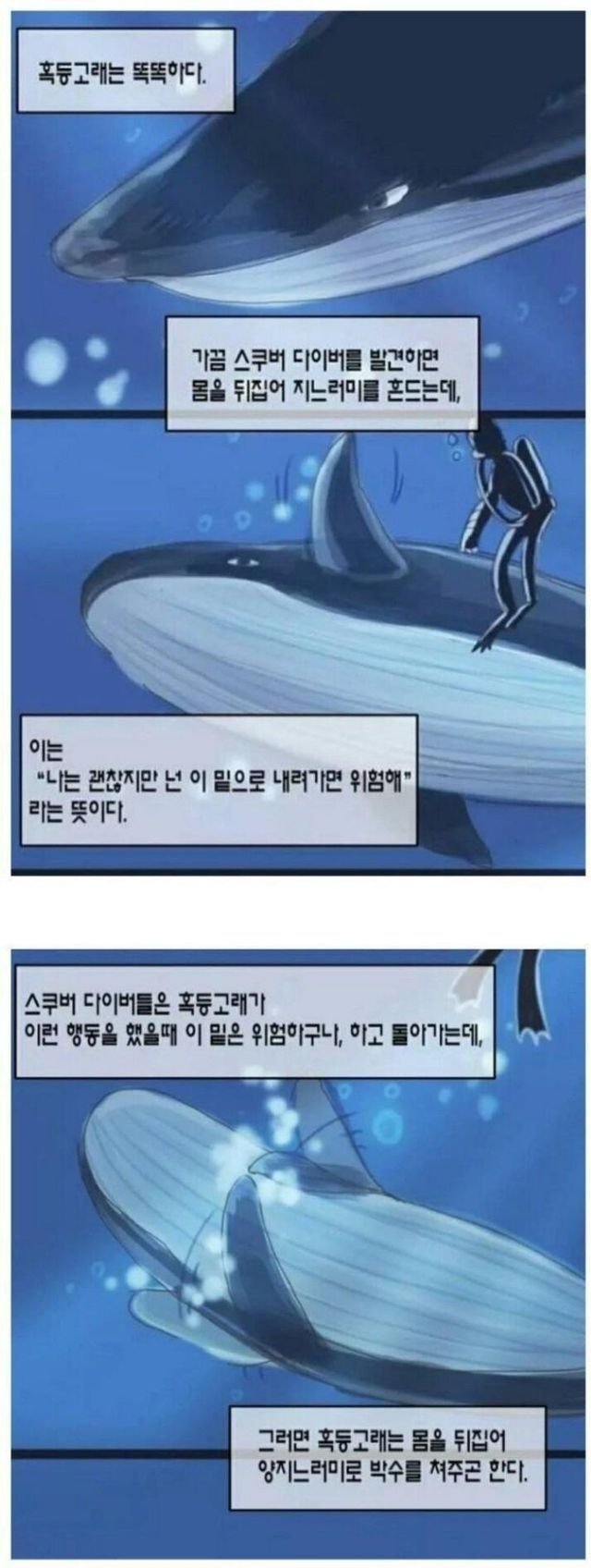 2.jpg 혹등고래 : 님아, 여기 위험함. 나가셈