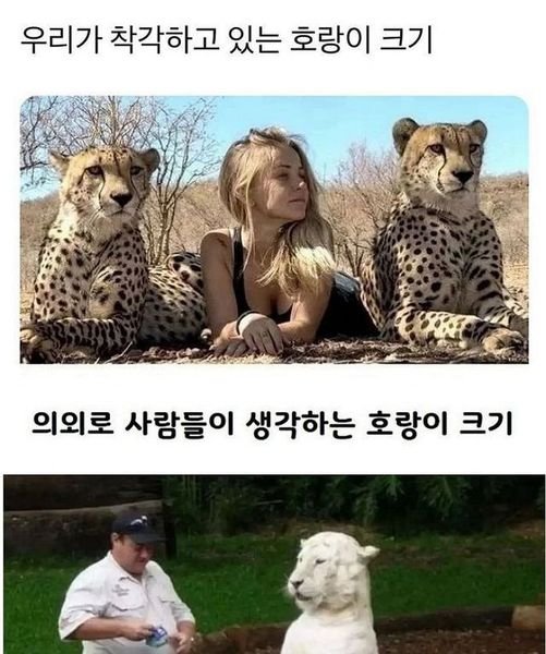 3 14.jpg?resize=412,232 - 🐅)사람들이 은근 착각하는 호랑이 크기.JPG!?