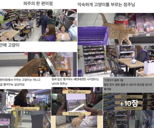 4 4.jpg?resize=412,232 - 충격 전개로 눈물나는 이번주 동물농장 편의점 고양이 사연