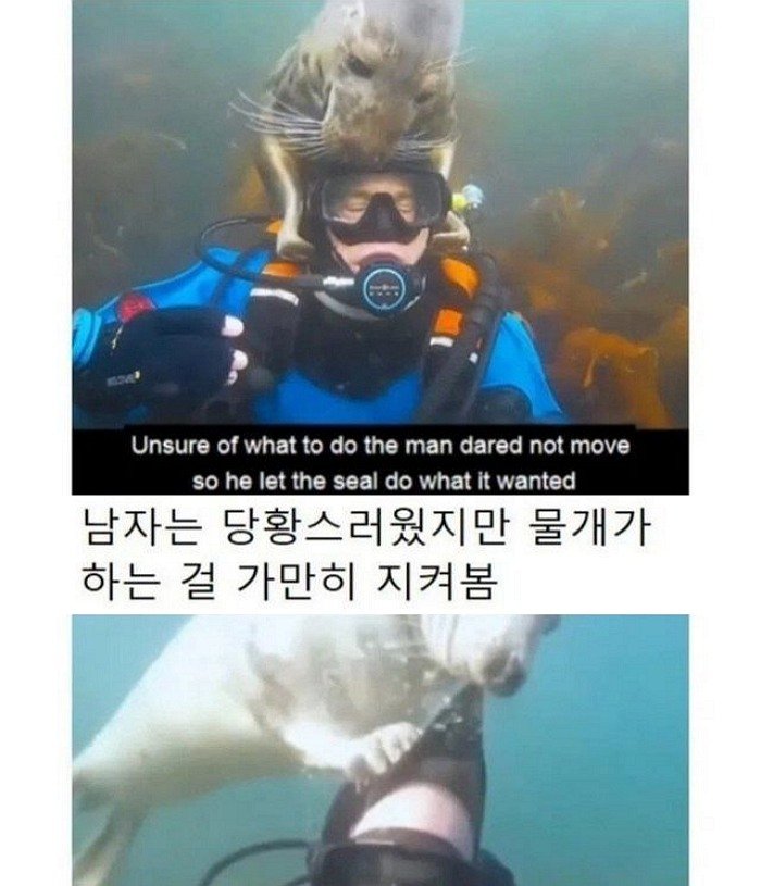 6 10.jpeg?resize=412,232 - 인간이 수영 할 줄 모른다고 생각한 물개의 행동