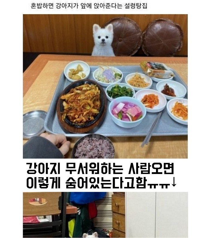 7 2.jpeg?resize=412,232 - 혼밥하면 앞에 강아지가 있어주는 설렁탕집