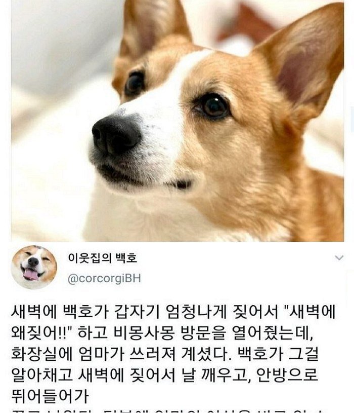 8 4.jpeg?resize=412,275 - 고양이보다 강아지를 키워야 하는 이유..