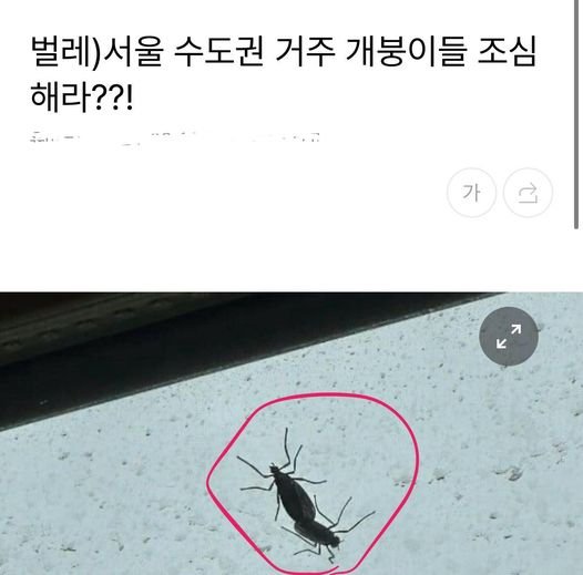 2 12.jpg?resize=1200,630 - 벌레)서울 수도권 거주 개붕이들 조심해라??!