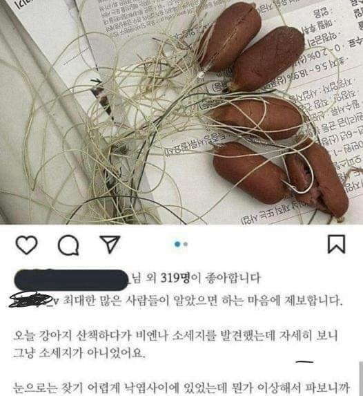 2 15.jpg?resize=412,232 - 부평공원에서 발견된 소세지