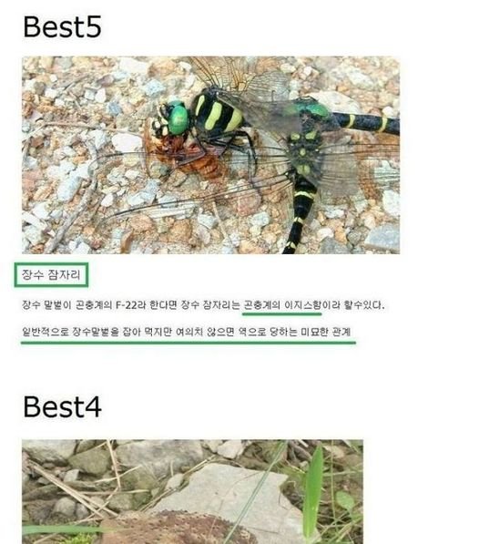 448168311 480620427812460 3685998576798471350 n.jpg?resize=1200,630 - 장수말벌의 천적 ㄷㄷ