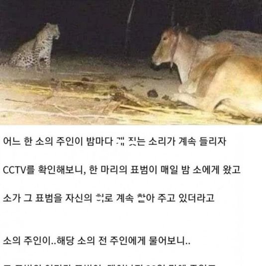 448881687 1013111683520173 6381214827309683352 n.jpg?resize=412,275 - 매일 밤 소를 찾아오는 표범..ㄷㄷ