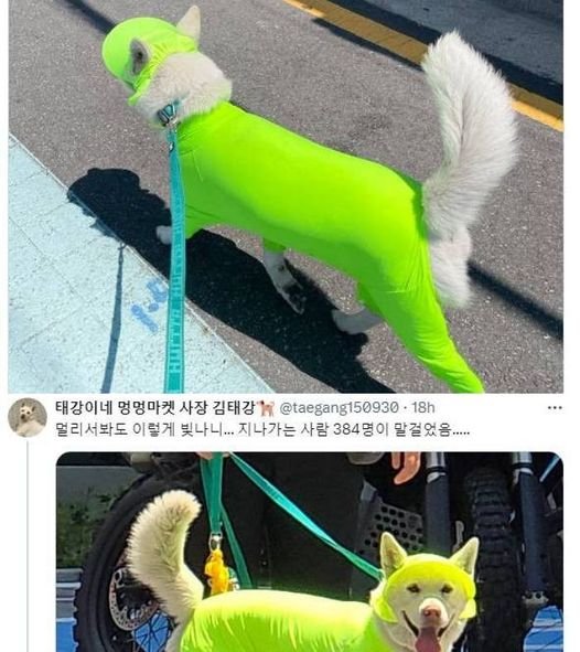449121974 489095656964937 5837612665083737164 n.jpg?resize=412,232 - 세상 힙한 형광 댕댕이ㅋㅋㅋㅋㅋㅋ