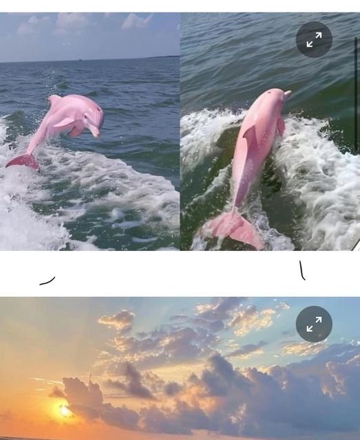 5 23.jpg?resize=412,232 - 미국에서 발견된 핑크 돌고래 충격 근황⋯!