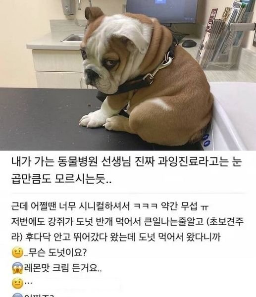 1 26.jpg?resize=412,232 - 절대 과잉진료 안 하는 수의사...