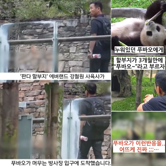 20240707190544.png?resize=1200,630 - 3개월만에 할부지 목소리 들은 푸바오의 충격반응..ㄷㄷ